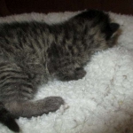 Savannah, F-7B, Brown (Black) Spotted, Female, DOB 7-27-16