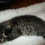 Savannah, F-7B, Brown (Black) Spotted, Female, DOB 7-27-16