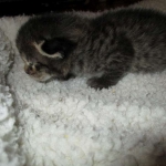 Savannah, F-7B, Brown (Black) Spotted, Female, DOB 7-27-16