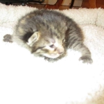 Savannah, F-7B, Brown (Black) Spotted, Female, DOB 7-27-16