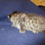 Savannah, F-7B, Brown (Black) Spotted, Female, DOB 7-27-16