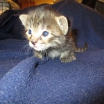 Savannah, F-7B, Brown (Black) Spotted, Female, DOB 7-27-16