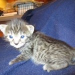 Savannah, F-7B, Brown (Black) Spotted, Female, DOB 7-27-16