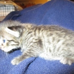 Savannah, F-7B, Brown (Black) Spotted, Female, DOB 7-27-16