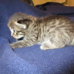 Savannah, F-7B, Brown (Black) Spotted, Female, DOB 7-27-16