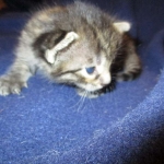 Savannah, F-7B, Brown (Black) Spotted, Female, DOB 7-27-16