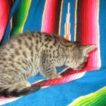 Savannah, F-7B, Brown (Black) Spotted, Female, DOB 7-27-16