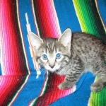 Savannah, F-7B, Brown (Black) Spotted, Female, DOB 7-27-16