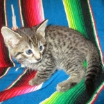 Savannah, F-7B, Brown (Black) Spotted, Female, DOB 7-27-16