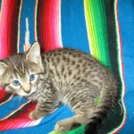 Savannah, F-7B, Brown (Black) Spotted, Female, DOB 7-27-16