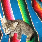 Savannah, F-7B, Brown (Black) Spotted, Female, DOB 7-27-16