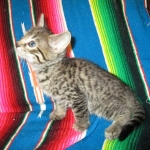 Savannah, F-7B, Brown (Black) Spotted, Female, DOB 7-27-16