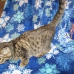 Savannah, F-7B, Brown (Black) Spotted, Female, DOB 7-27-16