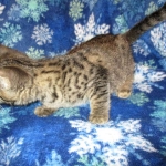 Savannah, F-7B, Brown (Black) Spotted, Female, DOB 7-27-16