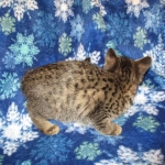 Savannah, F-7B, Brown (Black) Spotted, Female, DOB 7-27-16