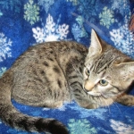 Savannah, F-7B, Brown (Black) Spotted, Female, DOB 7-27-16