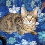 Savannah, F-7B, Brown (Black) Spotted, Female, DOB 7-27-16