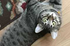 Nala Savannah F-7B Brown (Black) Spotted Female #2 DOB 7-27-16