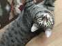 Nala Savannah F-7B Brown (Black) Spotted Female #2 DOB 7-27-16