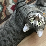 Nala, Savannah, F-7B, Brown (Black) Spotted, Female, DOB 7-27-16