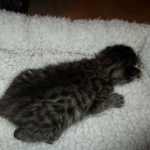 Savannah, F-7B, Brown (Black) Spotted, Female, DOB 7-27-16