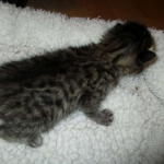 Savannah, F-7B, Brown (Black) Spotted, Female, DOB 7-27-16