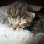 Savannah, F-7B, Brown (Black) Spotted, Female, DOB 7-27-16