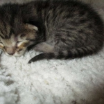 Savannah, F-7B, Brown (Black) Spotted, Female, DOB 7-27-16