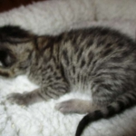 Savannah, F-7B, Brown (Black) Spotted, Female, DOB 7-27-16