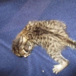 Savannah, F-7B, Brown (Black) Spotted, Female, DOB 7-27-16