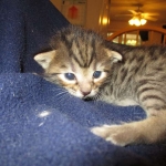 Savannah, F-7B, Brown (Black) Spotted, Female, DOB 7-27-16