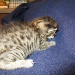 Savannah, F-7B, Brown (Black) Spotted, Female, DOB 7-27-16