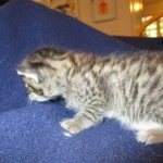 Savannah, F-7B, Brown (Black) Spotted, Female, DOB 7-27-16