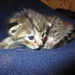 Savannah, F-7B, Brown (Black) Spotted, Female, DOB 7-27-16