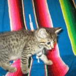 Savannah, F-7B, Brown (Black) Spotted, Female, DOB 7-27-16