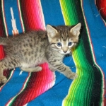 Savannah, F-7B, Brown (Black) Spotted, Female, DOB 7-27-16