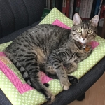 Nala, Savannah, F-7B, Brown (Black) Spotted, Female, DOB 7-27-16