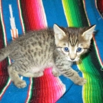 Savannah, F-7B, Brown (Black) Spotted, Female, DOB 7-27-16