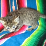 Savannah, F-7B, Brown (Black) Spotted, Female, DOB 7-27-16