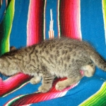 Savannah, F-7B, Brown (Black) Spotted, Female, DOB 7-27-16