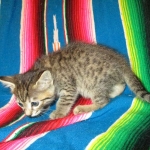 Savannah, F-7B, Brown (Black) Spotted, Female, DOB 7-27-16