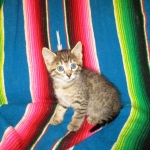 Savannah, F-7B, Brown (Black) Spotted, Female, DOB 7-27-16