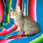 Savannah, F-7B, Brown (Black) Spotted, Female, DOB 7-27-16