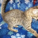 Savannah, F-7B, Brown (Black) Spotted, Female, DOB 7-27-16