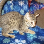 Savannah, F-7B, Brown (Black) Spotted, Female, DOB 7-27-16