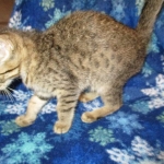 Savannah, F-7B, Brown (Black) Spotted, Female, DOB 7-27-16