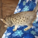 Savannah, F-7B, Brown (Black) Spotted, Female, DOB 7-27-16