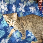 Savannah, F-7B, Brown (Black) Spotted, Female, DOB 7-27-16