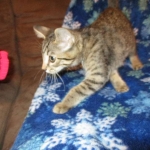 Savannah, F-7B, Brown (Black) Spotted, Female, DOB 7-27-16