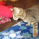 Savannah, F-7B, Brown (Black) Spotted, Female, DOB 7-27-16